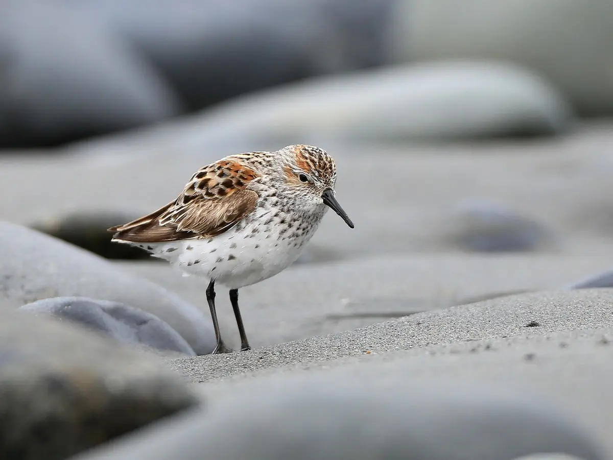 Western sandpiper