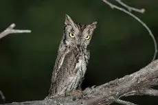 Western screech owl