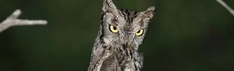 Western screech owl
