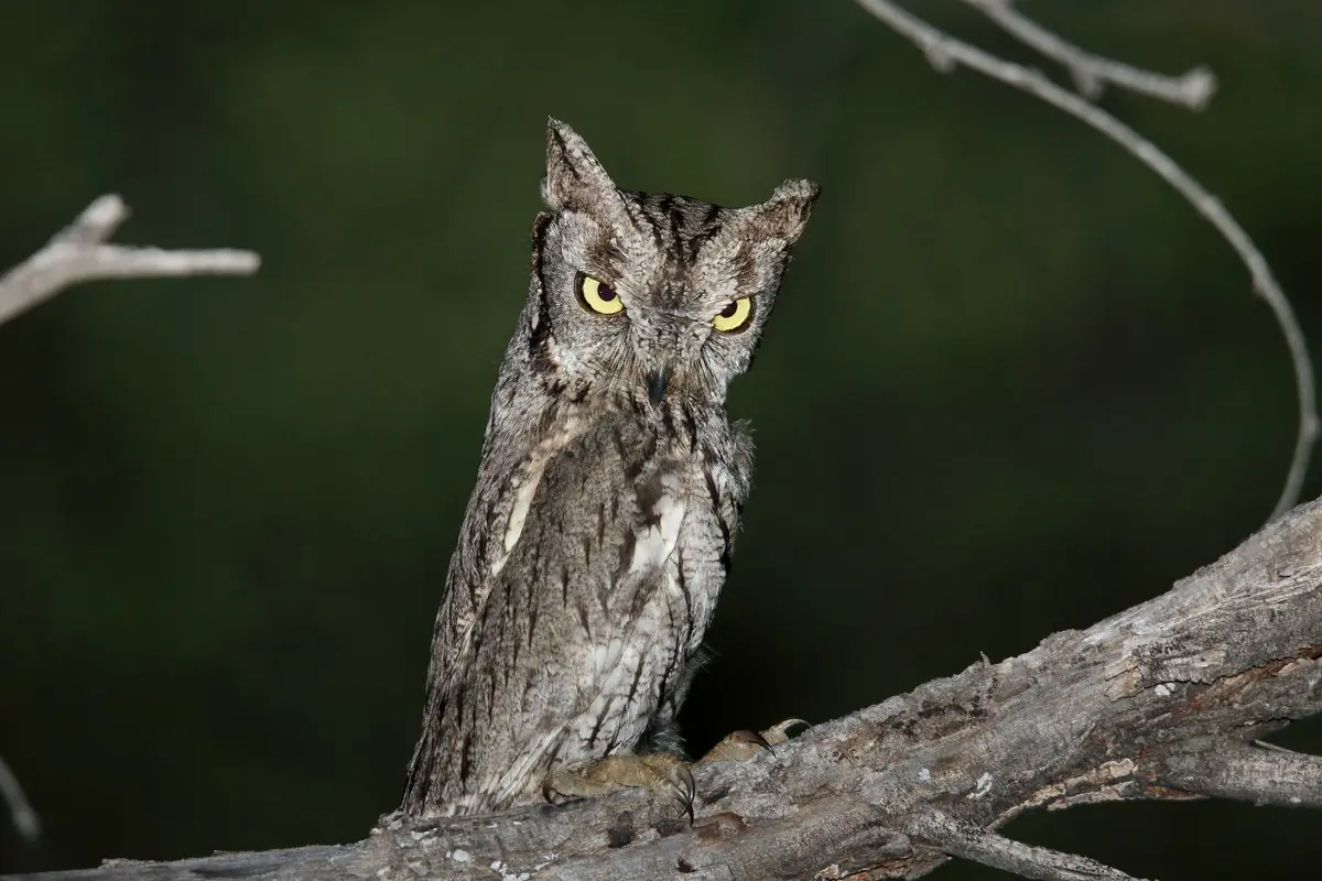 Western screech owl