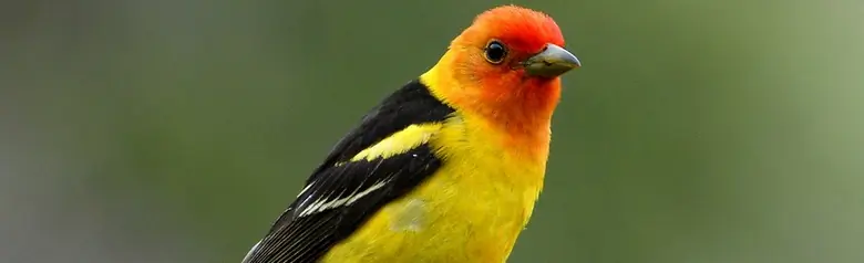 Western tanager