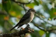 Western wood pewee