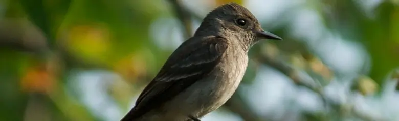 Western wood pewee