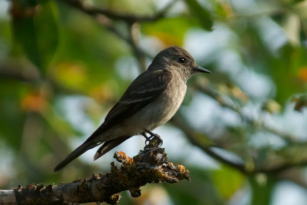 Western wood pewee