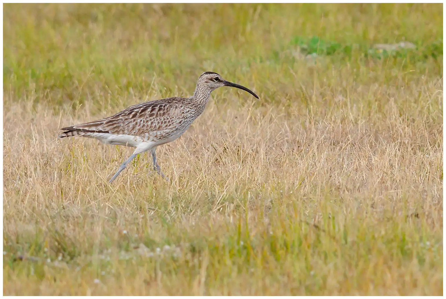 Whimbrel
