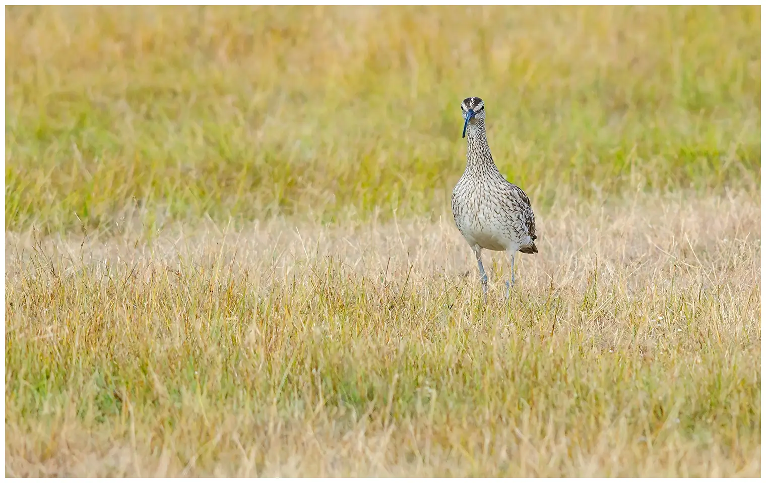 Whimbrel