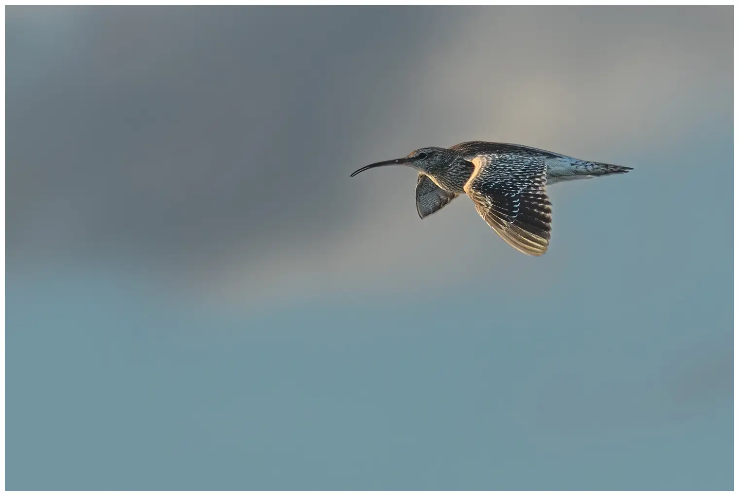 Whimbrel