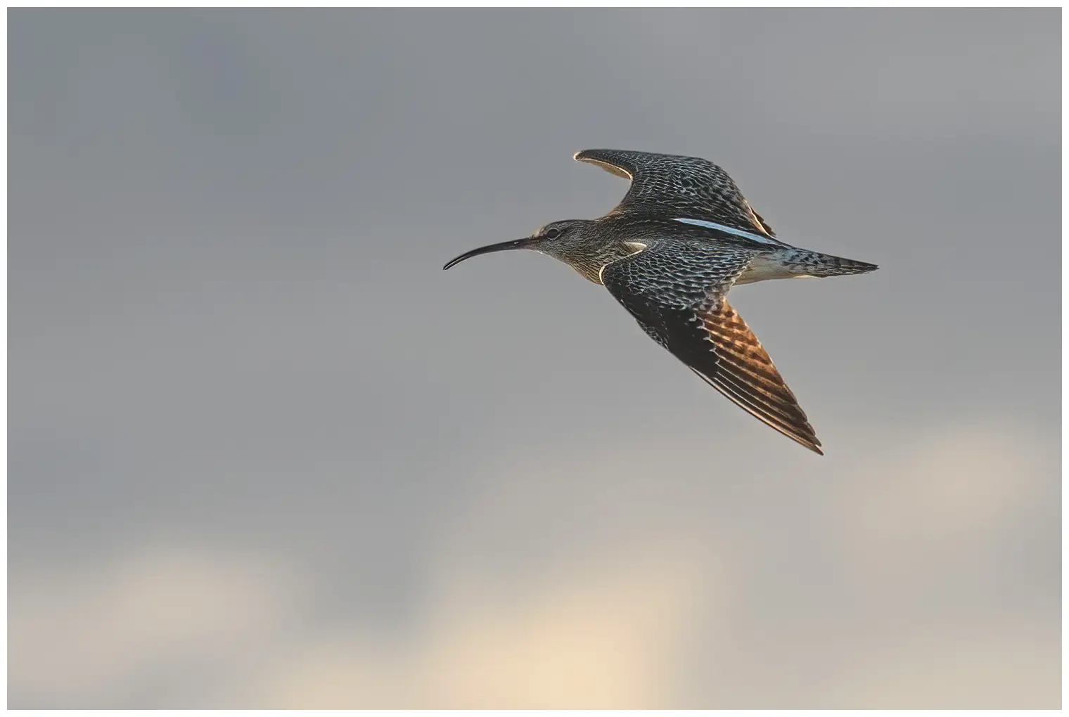 Whimbrel