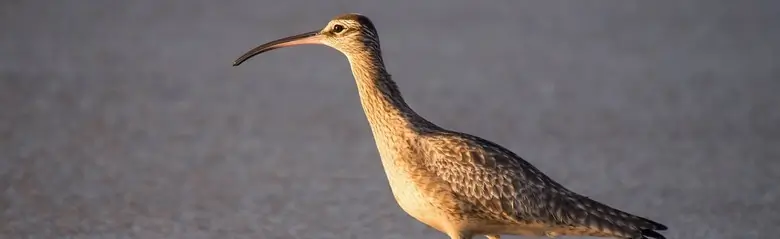 Whimbrel