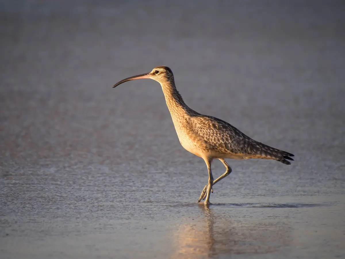 Whimbrel