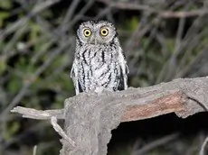 Whiskered screech owl
