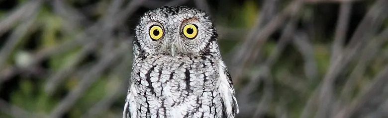 Whiskered screech owl