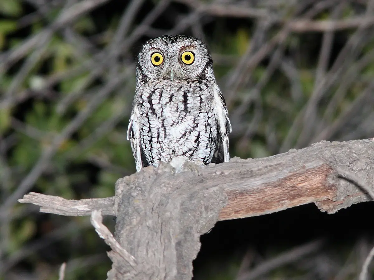 Whiskered screech owl
