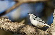 White-breasted nuthatch