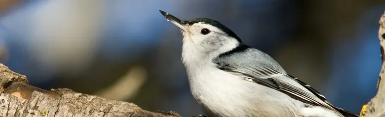 White-breasted nuthatch