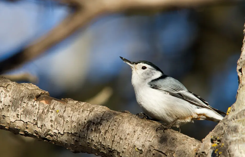 White-breasted nuthatch
