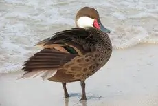 White-cheeked pintail