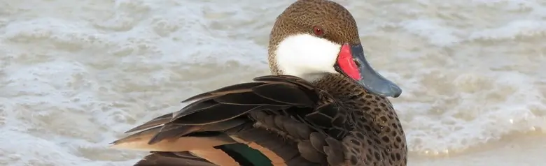 White-cheeked pintail
