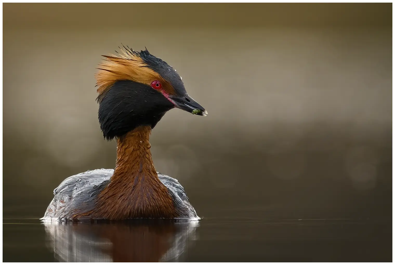 Horned grebe