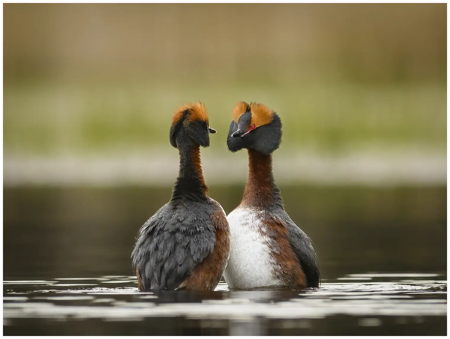 Horned grebe