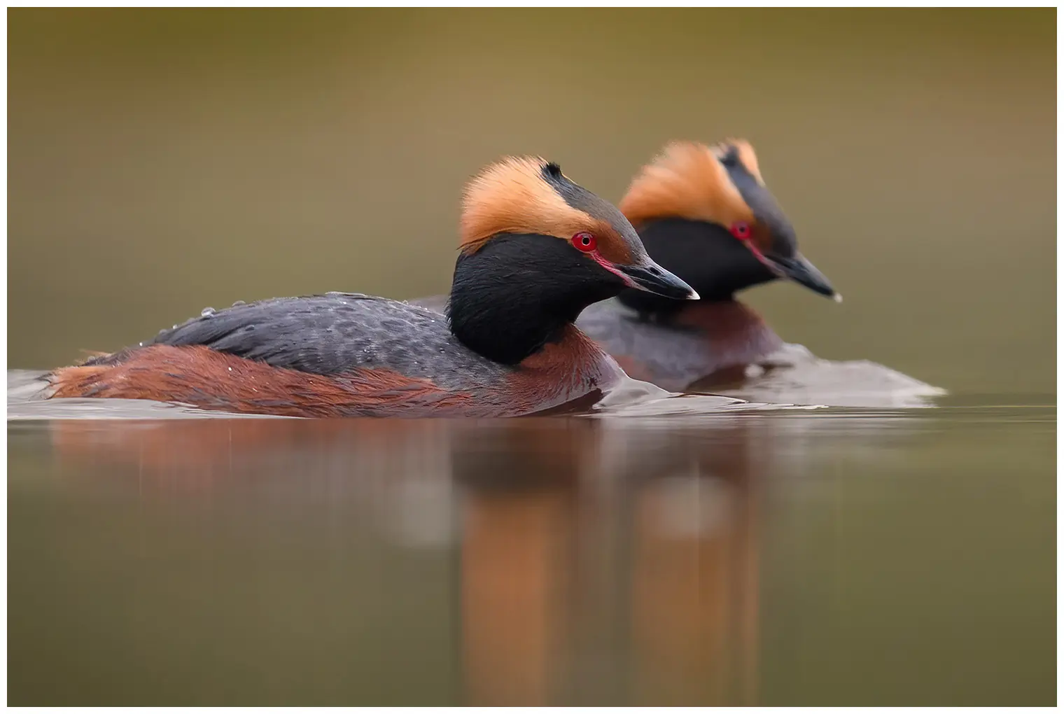 Horned grebe