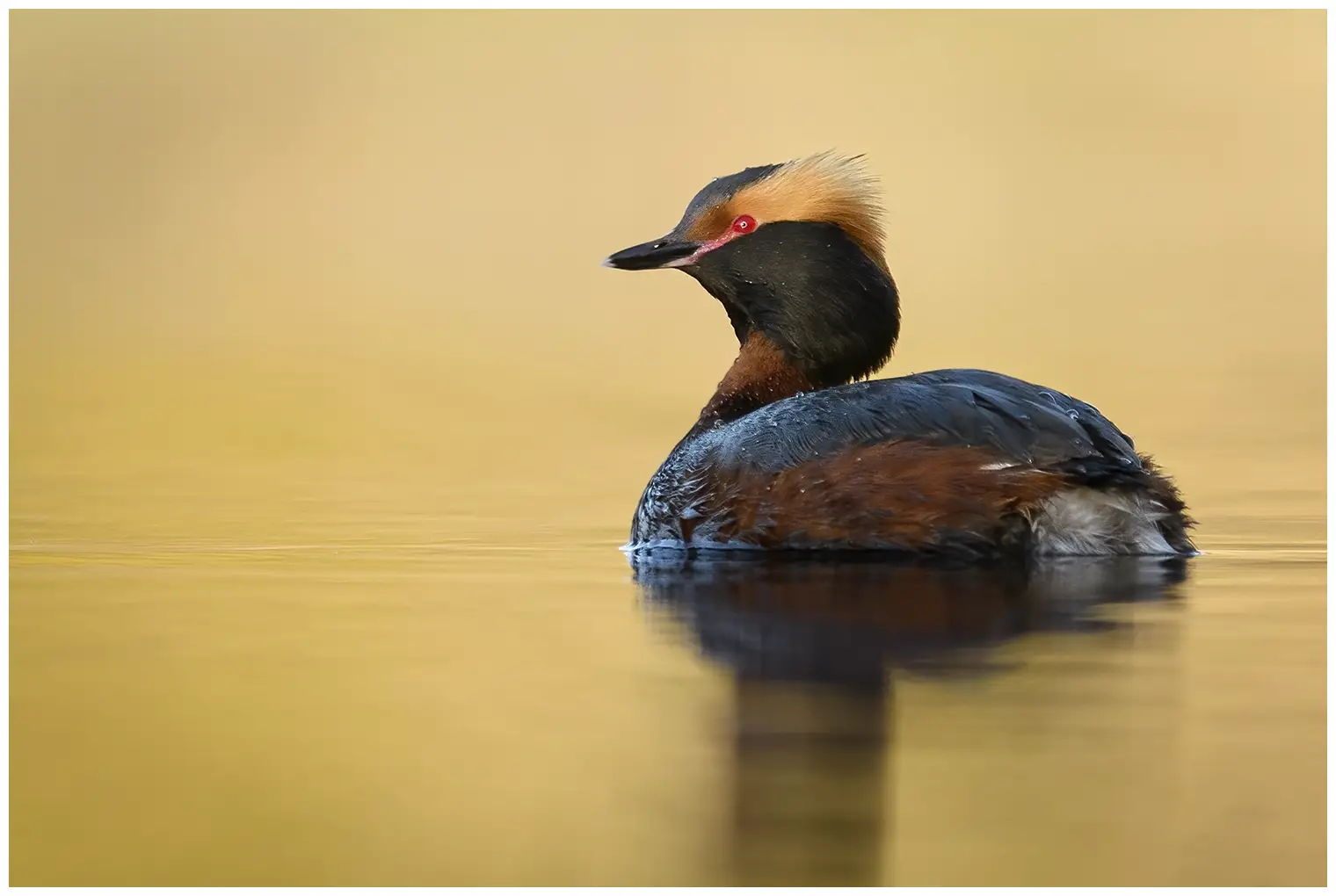 Horned grebe