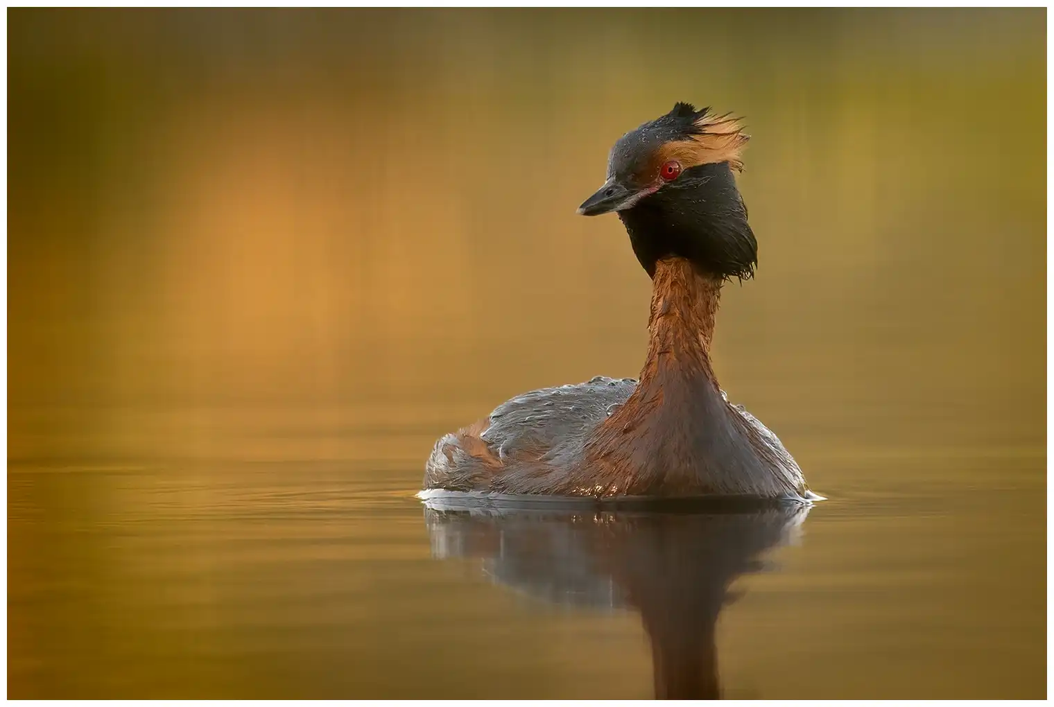 Horned grebe