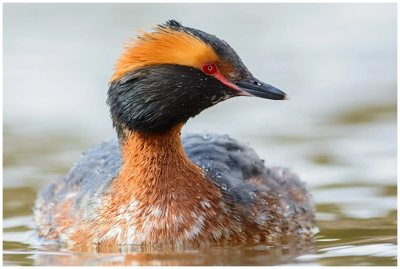 Horned grebe