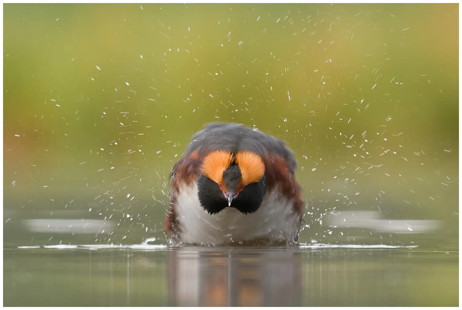 Horned grebe