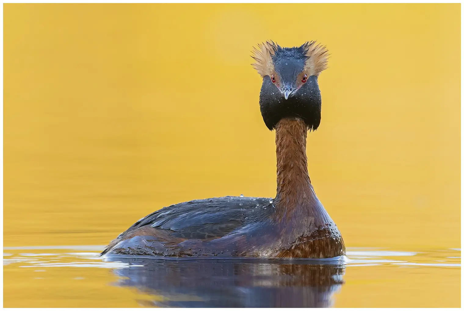 Horned grebe