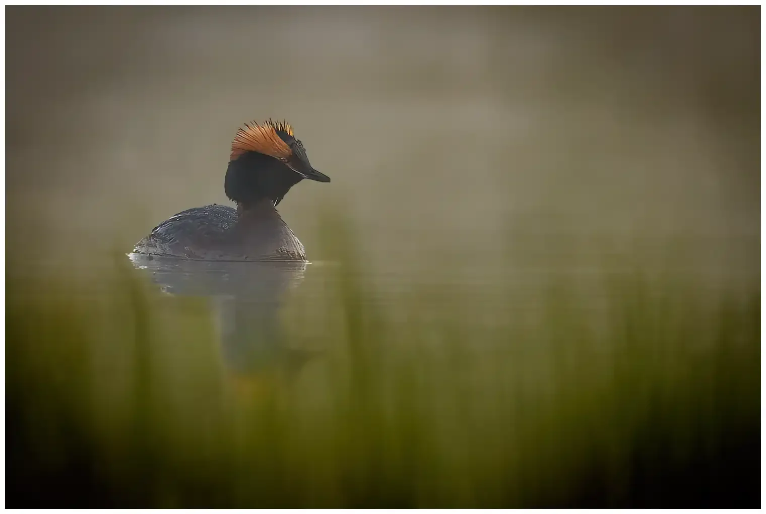 Horned grebe
