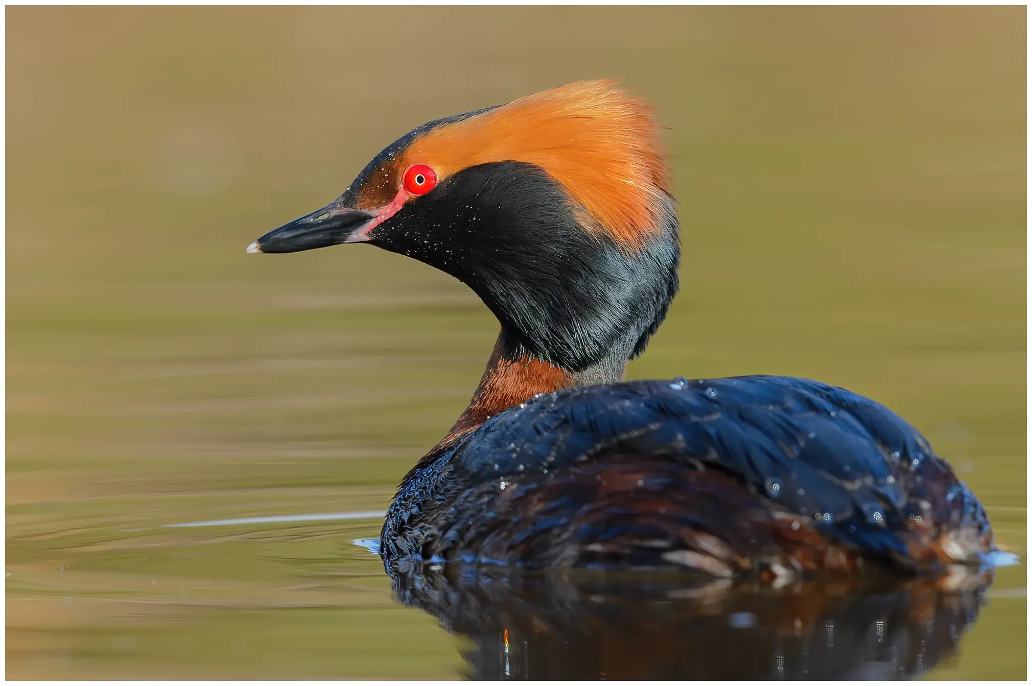 Horned grebe