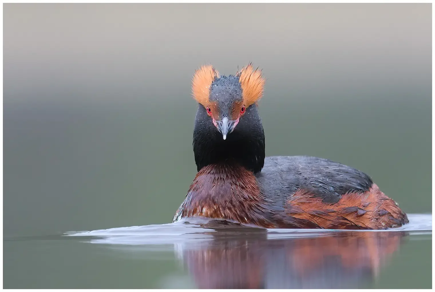 Horned grebe