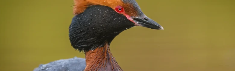 Horned grebe. Orange ornamental feathers on the head, black collar and completely red eyes.