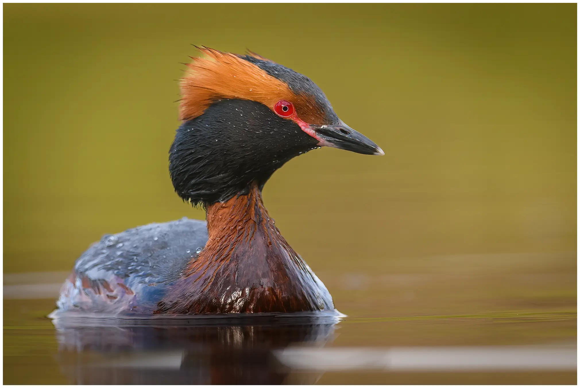 Horned grebe. Orange ornamental feathers on the head, black collar and completely red eyes.
