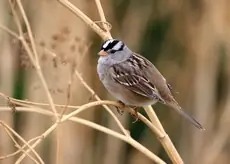 White-crowned sparrow