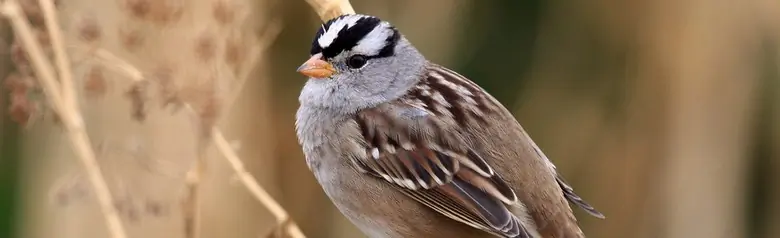 White-crowned sparrow