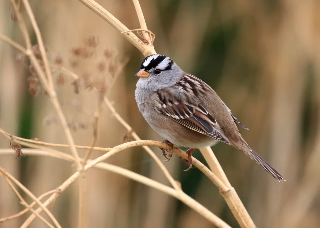 White-crowned sparrow
