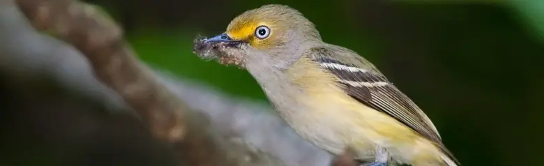 White-eyed vireo