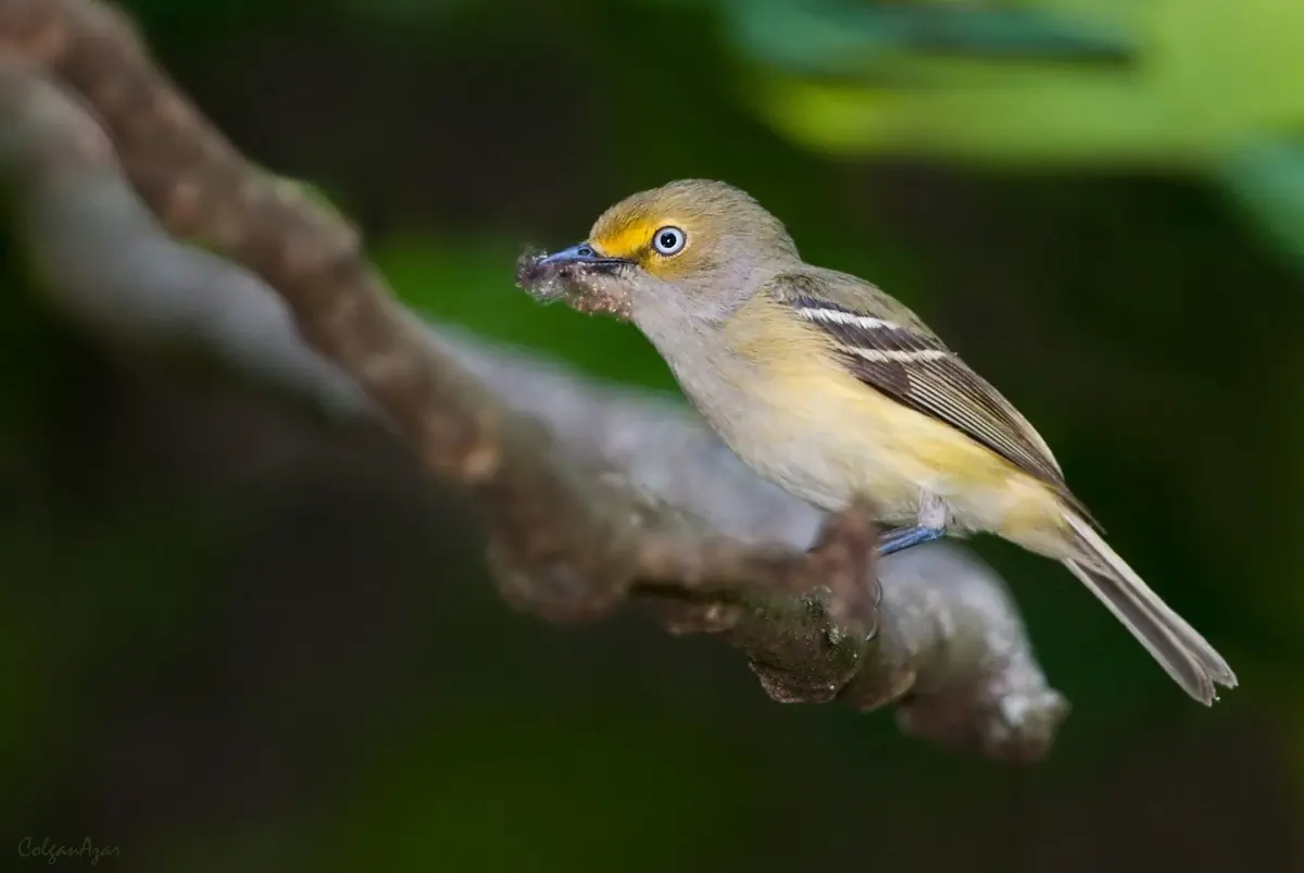 White-eyed vireo