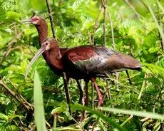 White-faced ibis