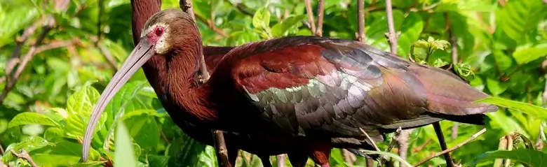 White-faced ibis
