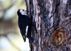 White-headed woodpecker