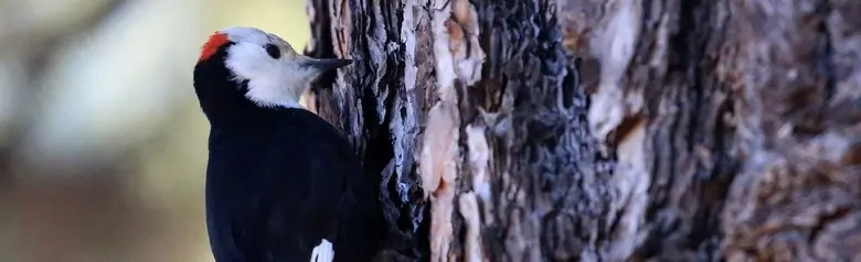 White-headed woodpecker