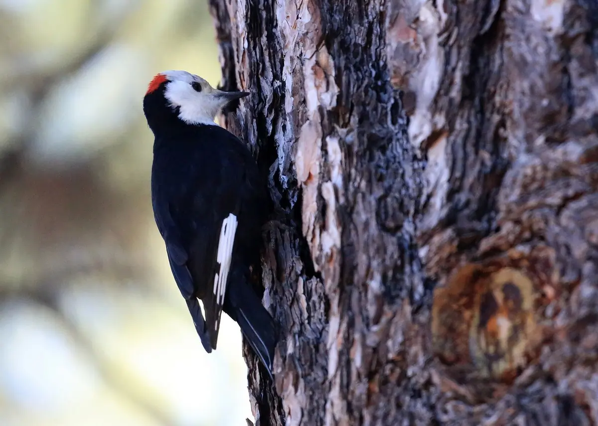 White-headed woodpecker