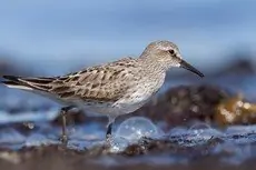 White-rumped sandpiper