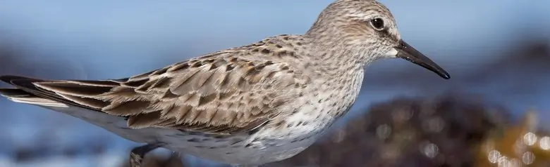 White-rumped sandpiper