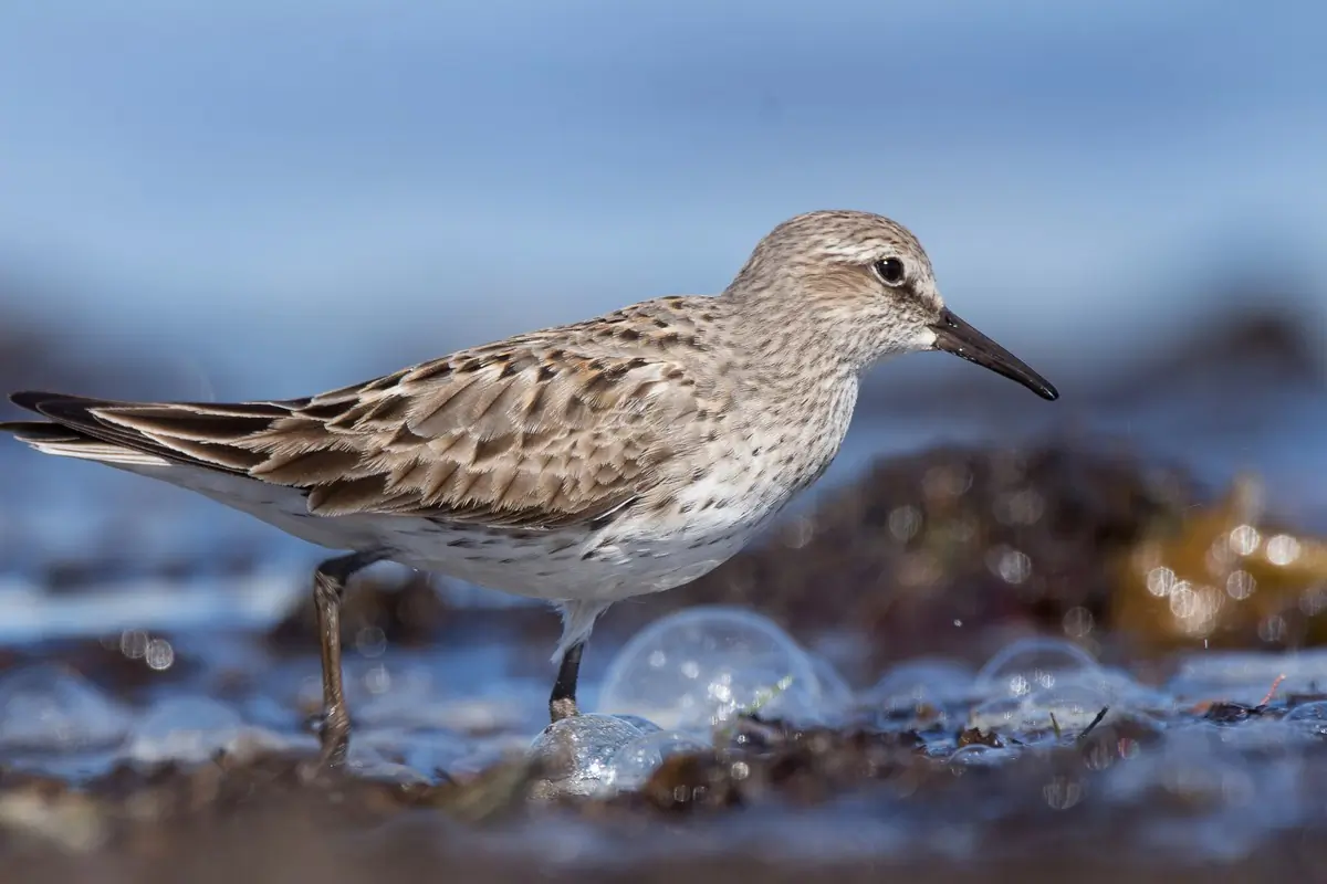 White-rumped sandpiper