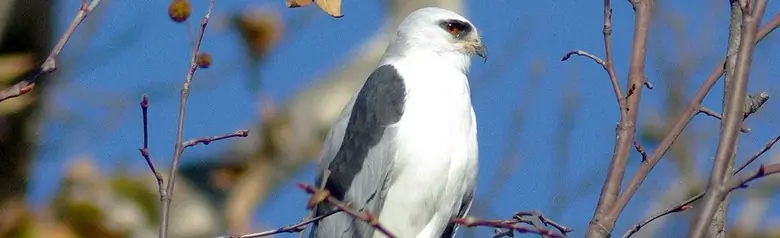 White-tailed kite