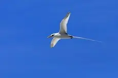 White-tailed tropicbird